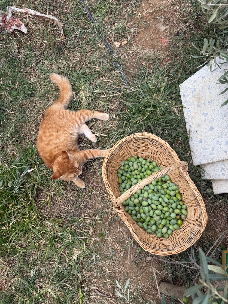 Olea Ceramic zeytin hasadı ve atölye kedisi